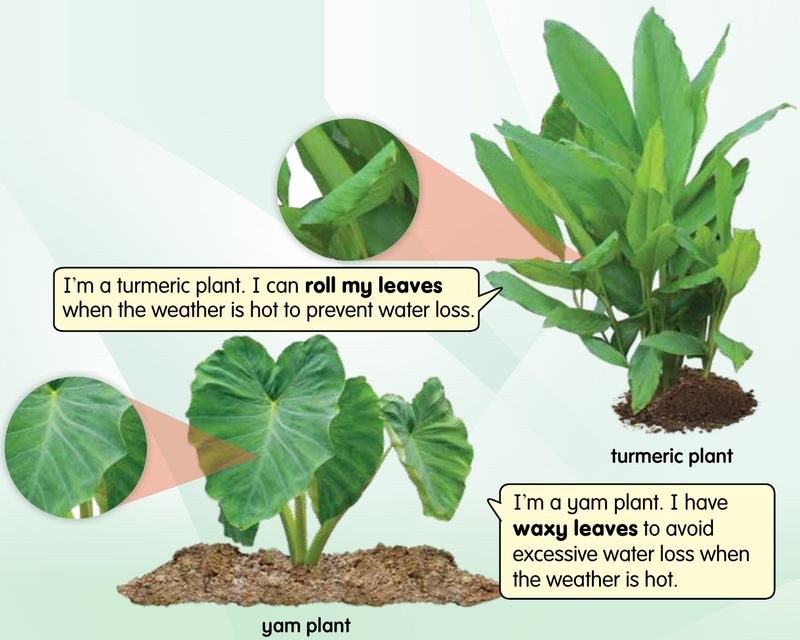 A turmeric plant that rolls its leaves and a yam plant with waxy leaves