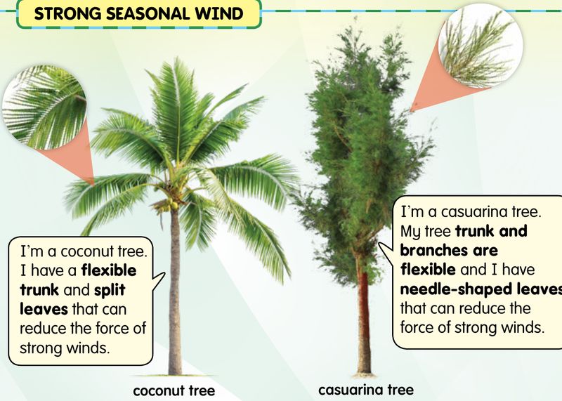 A coconut tree with a flexible trunk and split leaves, and a casuarina tree with needle-shaped leaves