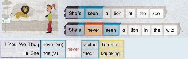 Two sentence strips: She's seen a lion at the zoo, and She's never seen a lion in the wild, with a table of subjects, have or has, never, a past participle and an object