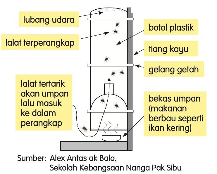 Rajah perangkap lalat: botol plastik di atas bekas umpan, diikat pada tiang kayu dengan gelang getah, dengan lubang udara di atas