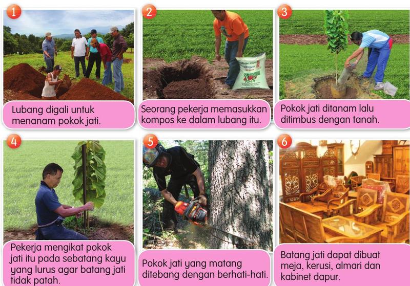 Enam gambar bernombor: menggali lubang, memasukkan kompos, menanam, mengikat pokok pada kayu, menebang dan perabot jati