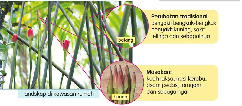 Gambar tumbuhan kantan: batang dan bunga digunakan sebagai ubat tradisional dan dalam masakan seperti laksa dan asam pedas