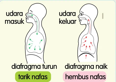 Dua rajah badan: tarik nafas, udara masuk dan diafragma turun; hembus nafas, udara keluar dan diafragma naik