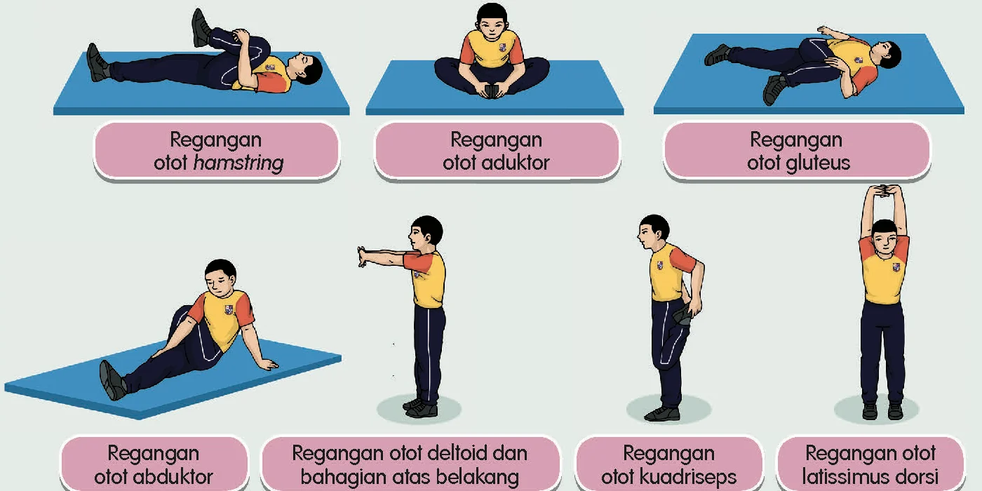 Tujuh regangan: hamstring, aduktor, gluteus, abduktor, deltoid dan bahagian atas belakang, kuadriseps, latissimus dorsi