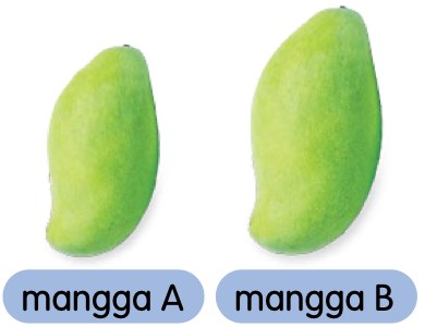 Dua biji buah mangga hijau yang sama jenis, mangga A lebih kecil dan mangga B lebih besar