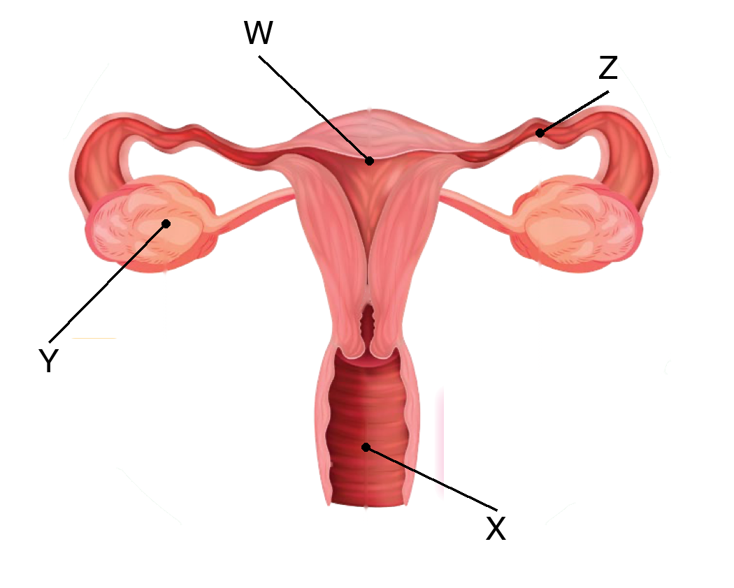 Organ pembiakan perempuan dengan huruf W, X, Y dan Z pada empat organ