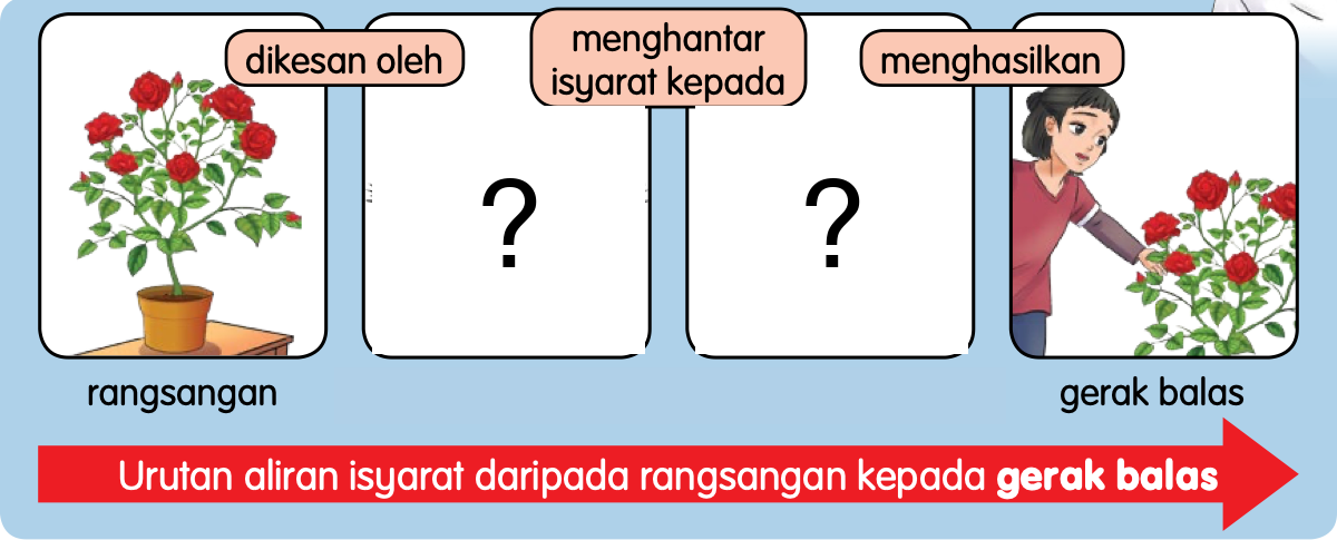 Aliran isyarat: bunga ros, dua kotak bertanda soal, kemudian seorang kanak-kanak menyentuh bunga