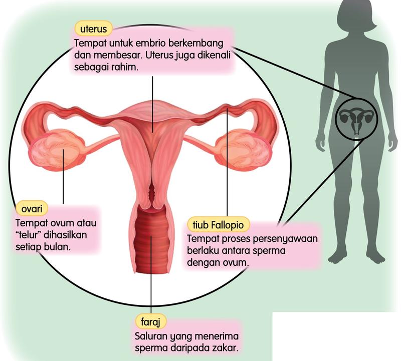 Organ pembiakan perempuan: uterus, ovari, tiub Fallopio dan faraj dengan label
