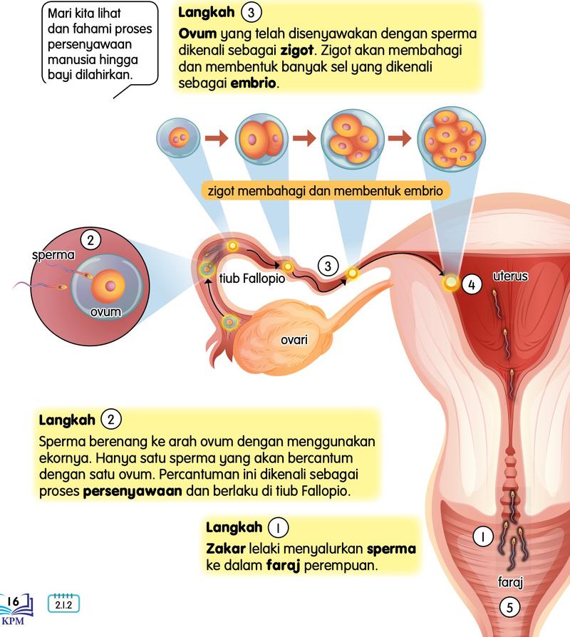 Gambar rajah sperma bercantum dengan ovum di tiub Fallopio, zigot membahagi dan embrio sampai ke uterus; langkah 1 hingga 3 dalam buku teks