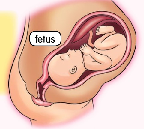 Gambar rajah fetus di dalam uterus seorang ibu, berlabel fetus