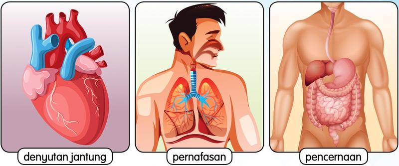 Tiga gambar tindakan luar kawal: denyutan jantung, pernafasan dan pencernaan