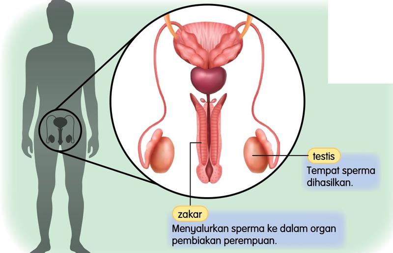 Organ pembiakan lelaki: testis dan zakar, dengan gambar rajah yang dibesarkan
