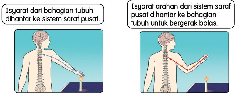 Dua rajah: isyarat dari tangan dihantar ke sistem saraf pusat, dan isyarat arahan dari sistem saraf pusat dihantar ke tangan untuk bergerak balas