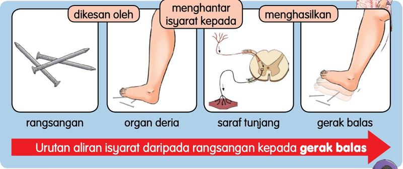 Aliran: rangsangan (paku), dikesan oleh organ deria (kaki), menghantar isyarat kepada saraf tunjang, menghasilkan gerak balas