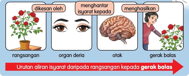 Aliran: rangsangan (bunga ros), dikesan oleh organ deria (mata), menghantar isyarat kepada otak, menghasilkan gerak balas