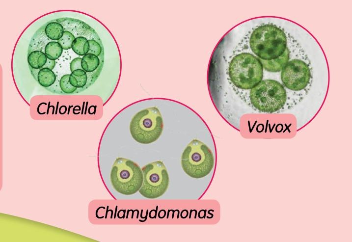 Alga: Chlorella, Volvox dan Chlamydomonas