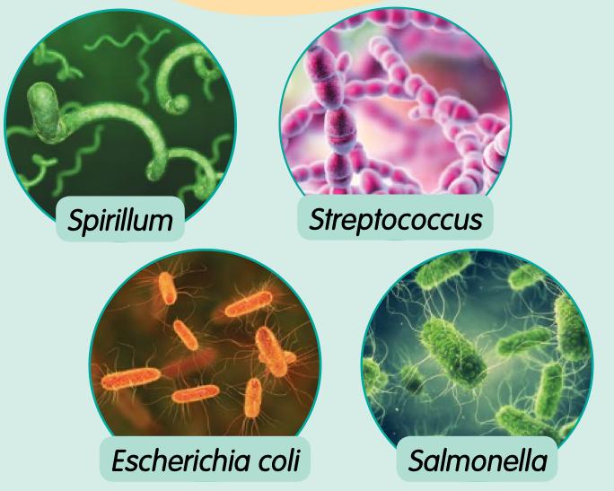 Empat bakteria: Spirillum, Streptococcus, Escherichia coli dan Salmonella