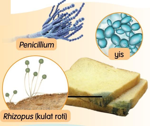 Penicillium, yis dan Rhizopus (kulat roti) pada sekeping roti