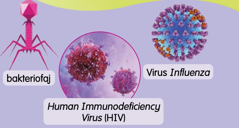 Bakteriofaj, Human Immunodeficiency Virus dan Virus Influenza