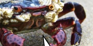 Seekor ketam dengan teritip melekat pada cangkerangnya