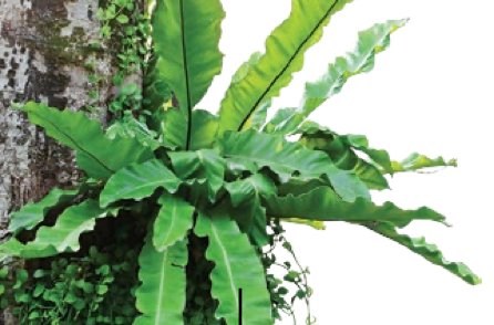 Pokok langsuyar tumbuh pada batang sebuah pokok besar