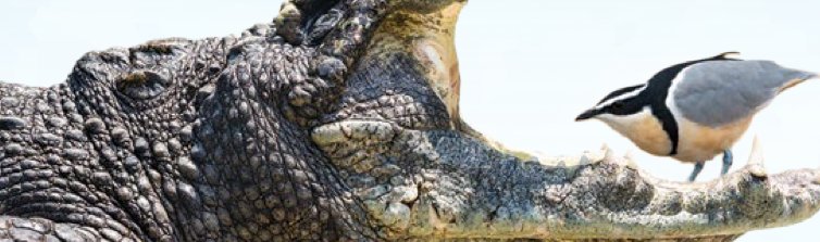 Seekor buaya membuka mulut dan seekor burung kecil berdiri di atas rahangnya