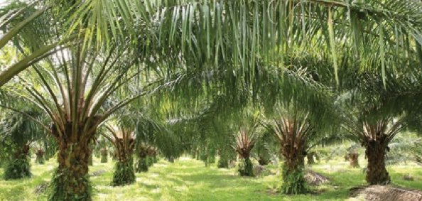 Barisan pokok kelapa sawit di sebuah ladang