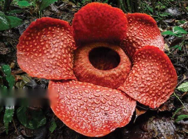 Sekuntum bunga pakma yang besar dan berwarna merah di lantai hutan