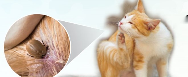 Seekor sengkenit dibesarkan di sebelah seekor kucing yang menggaru badannya
