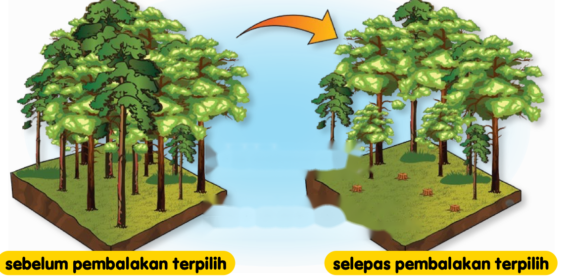 Hutan sebelum dan selepas pembalakan terpilih; selepas pembalakan, beberapa tunggul kelihatan dan pokok muda masih ada