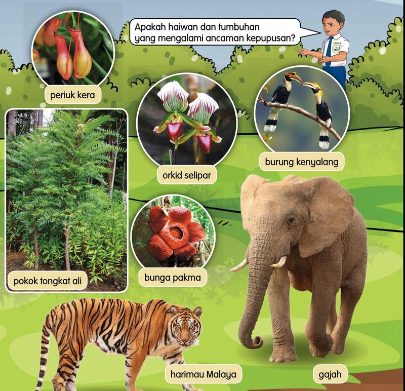 Gambar haiwan dan tumbuhan yang diancam kepupusan: periuk kera, orkid selipar, burung kenyalang, pokok tongkat ali, bunga pakma, harimau Malaya dan gajah