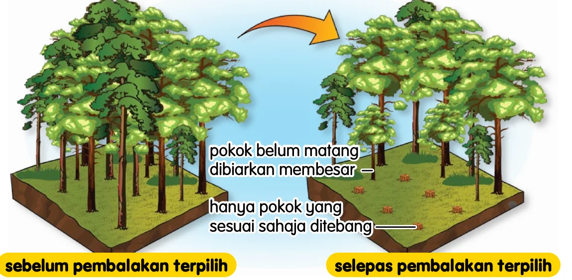 Hutan sebelum dan selepas pembalakan terpilih; pokok muda dibiarkan membesar