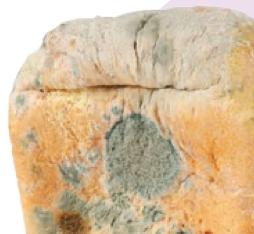 Sekeping roti yang ditumbuhi tompok kulat