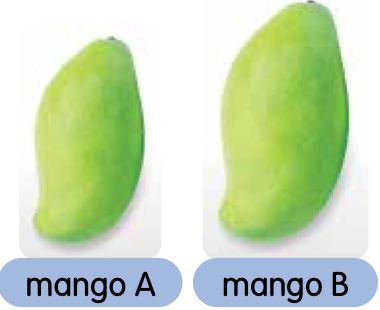 Two green mangoes, A smaller and B larger