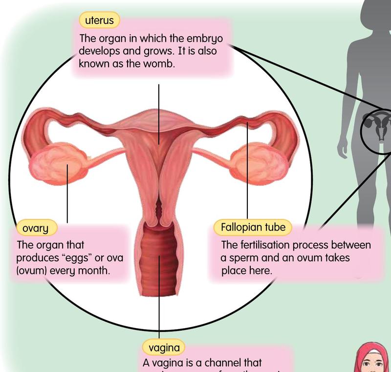 Female reproductive organs with the uterus, ovaries, Fallopian tubes and vagina labelled