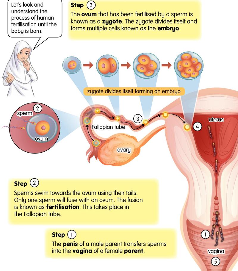 Diagram of a sperm fusing with an ovum in the Fallopian tube, the zygote dividing, and the embryo reaching the uterus