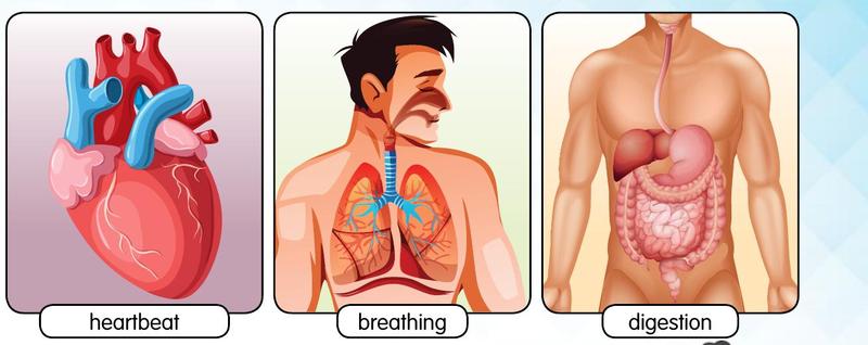Three pictures of involuntary actions: heartbeat, breathing and digestion