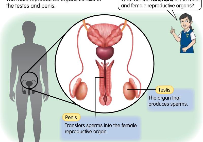 Male reproductive organs: the testes and the penis, with a labelled enlarged view