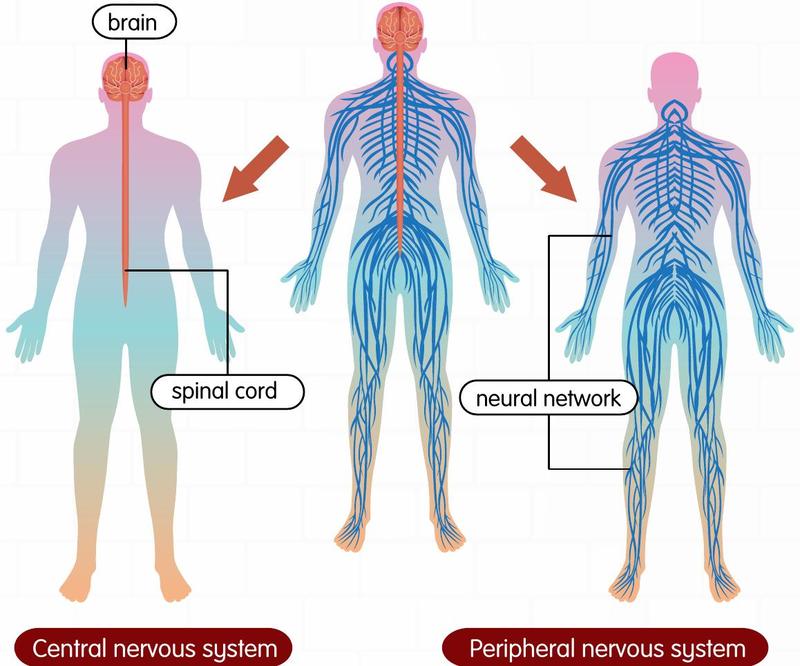 Human body outlines showing the brain and spinal cord, and the network of nerves