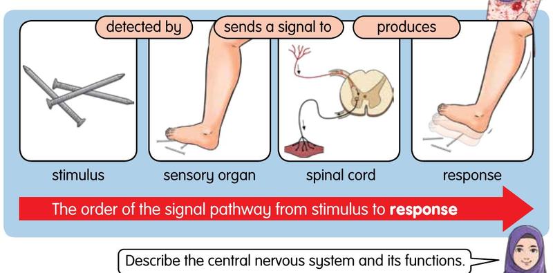 Flow: sharp object, detected by the foot, sends a signal to the spinal cord, produces a response