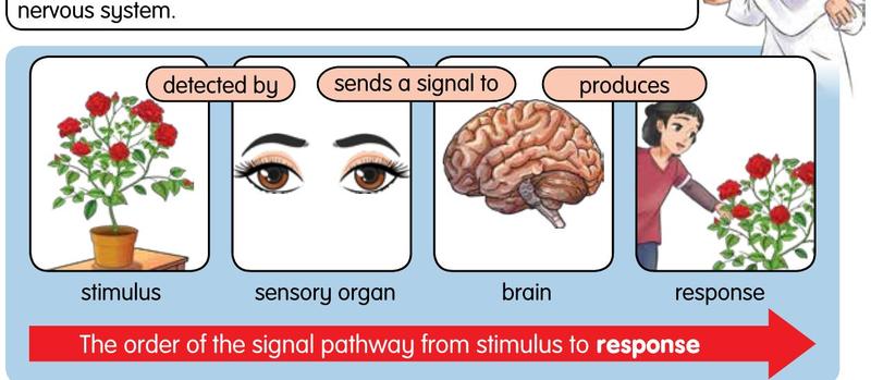 Flow: stimulus (flower), detected by the eyes, sends a signal to the brain, produces a response