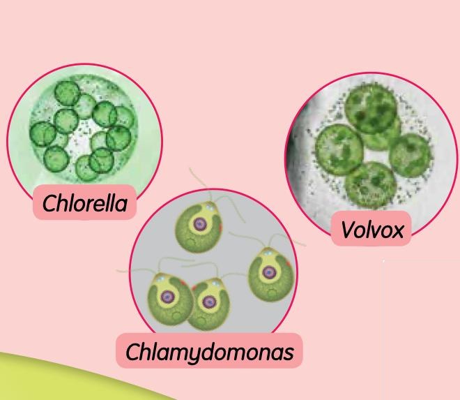 Algae: Chlorella, Volvox and Chlamydomonas