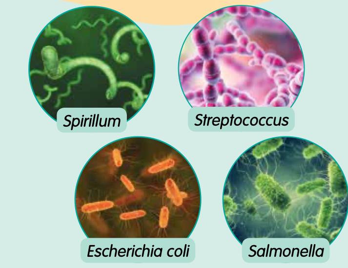 Four bacteria: Spirillum, Streptococcus, Escherichia coli and Salmonella