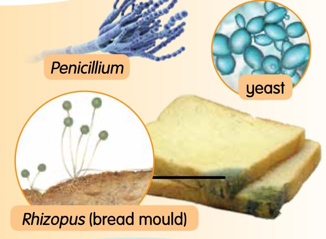 Penicillium, yeast and Rhizopus bread mould growing on a slice of bread