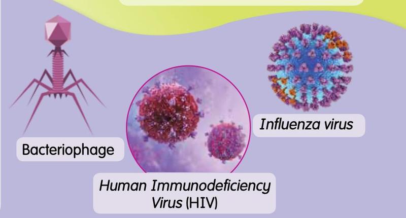 Bacteriophage, human immunodeficiency virus and influenza virus