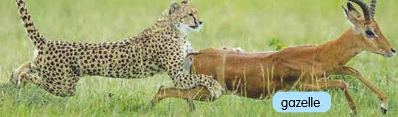 A cheetah chasing a gazelle across grassland