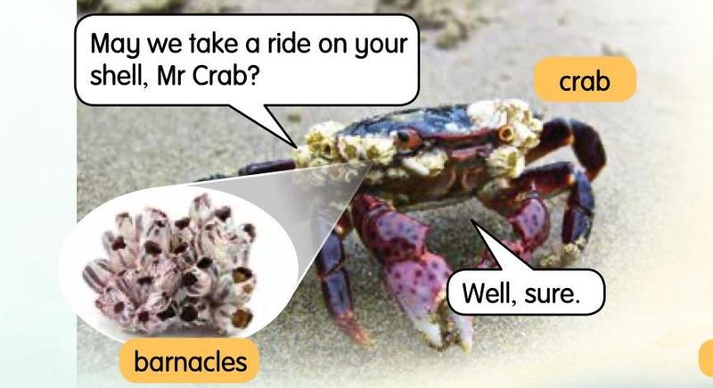 Barnacles growing on the shell of a crab