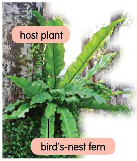 A bird's-nest fern growing on the trunk of a host plant