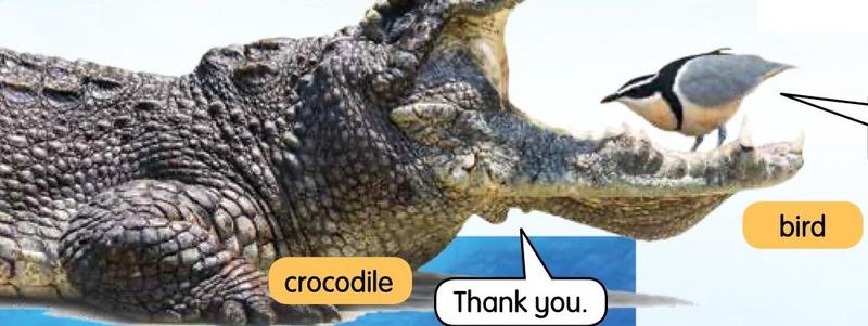 A crocodile with its mouth open and a small bird feeding between its teeth