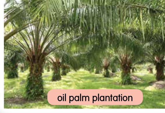 Rows of oil palm trees in a plantation